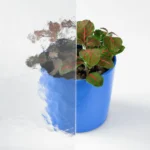 Image montrant le type de vitre au motif Kathedral